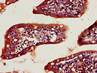 CSB-PA012453LA01HU