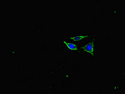 CSB-PA015688LA01HU
