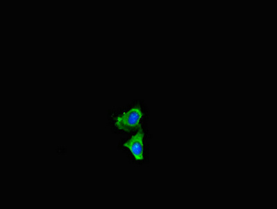 CSB-PA015741LA01HU