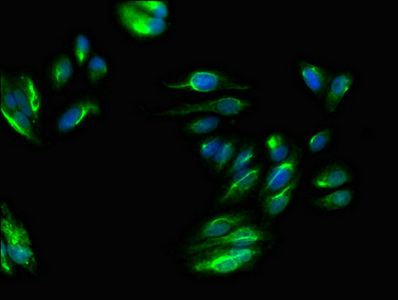 CSB-PA018583LA01HU
