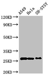 CSB-PA018659LA01HU