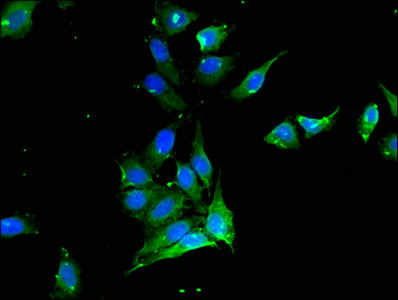 CSB-PA018742LA01HU