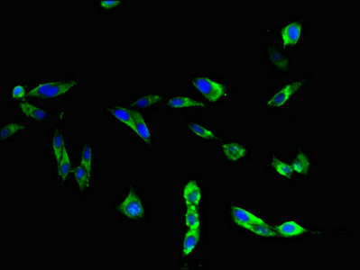 CSB-PA023602LA01HU