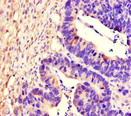 CSB-PA613393LA01HU