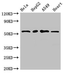 CSB-PA613522LA01HU