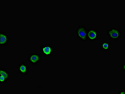 CSB-PA681391LA01HU