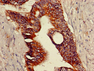 CSB-PA822774LA01HU