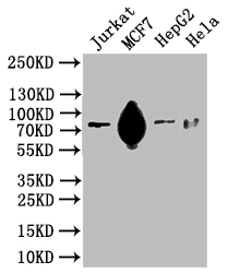 CSB-PA823882LA01HU