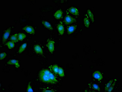 CSB-PA846292LA01HU