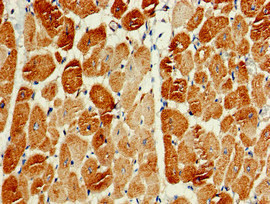 CSB-PA854108LA01HU