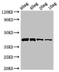 CSB-PA871029LA01COAD WB