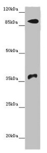 CSB-PA883358HA01HU
