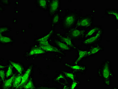 CSB-PA892132LA01HU