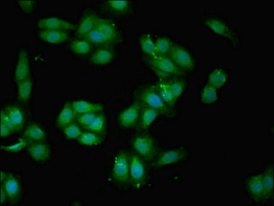 CSB-PA002683EA01HU