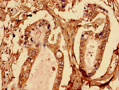 CSB-PA002683EA01HU