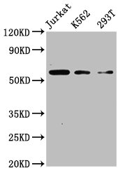 CSB-PA005282LA01HU