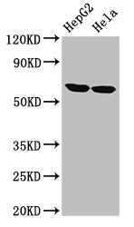 CSB-PA005453LA01HU
