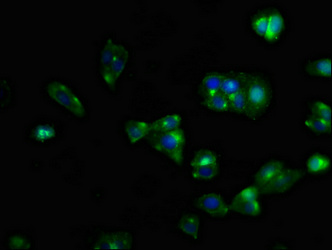 CSB-PA006255LA01HU