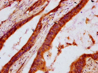 CSB-PA006844LA01HU