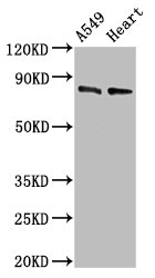 CSB-PA007078EA01HU