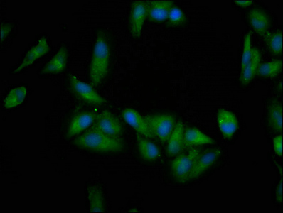CSB-PA007747LA01HU