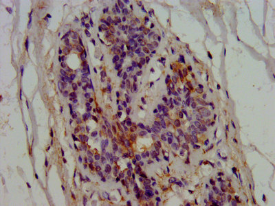 CSB-PA007747LA01HU
