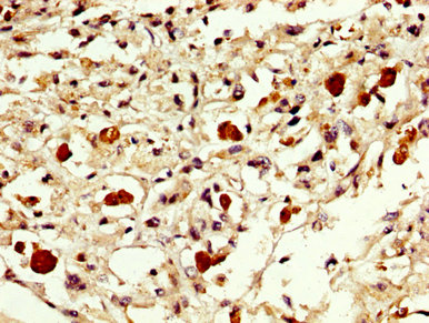 CSB-PA007889LA01HU