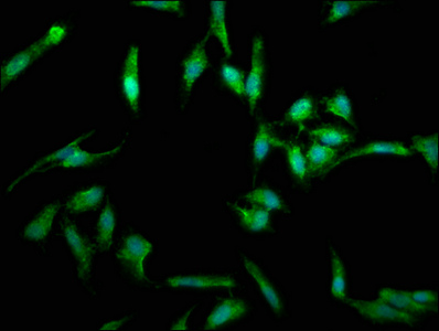 CSB-PA008434LA01HU