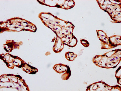 CSB-PA008786LA01HU