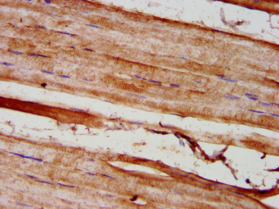 CSB-PA009892LA01HU