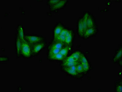 CSB-PA010583LA01HU