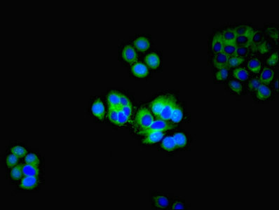 CSB-PA010887LA01HU