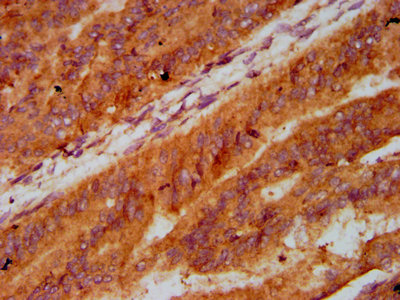 CSB-PA012855LA01HU