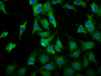 CSB-PA012941LA01HU
