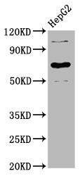 CSB-PA012941LA01HU