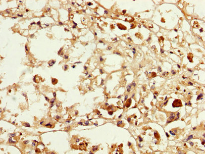 CSB-PA013329LA01HU