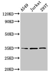 CSB-PA013329LA01HU