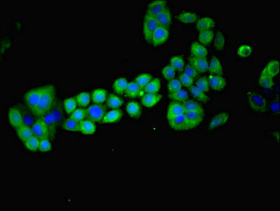 CSB-PA013334LA01HU