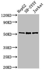 CSB-PA017451LA01HU