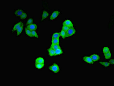 CSB-PA017451LA01HU