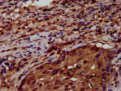 CSB-PA019892LA01HU