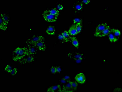 CSB-PA020978LA01HU