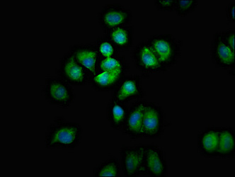 CSB-PA021844LA01HU
