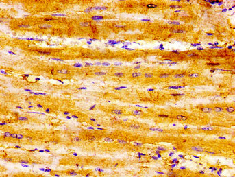 CSB-PA613506LA01HU