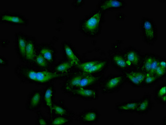 CSB-PA706631LA01HU