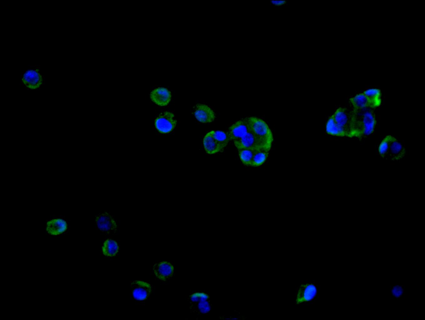 CSB-PA850415LA01HU