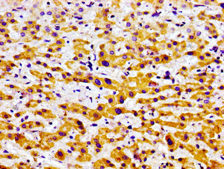CSB-PA856610LA01HU
