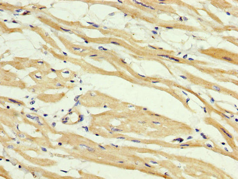 CSB-PA861144LA01HU