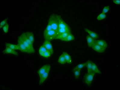 CSB-PA865129LA01HU