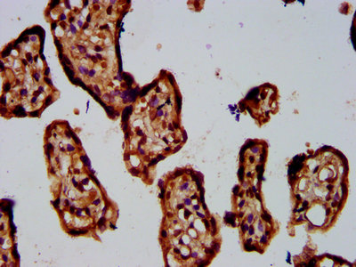 CSB-PA890943LA01HU